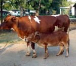 Cattle