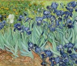 Irises