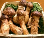 Matsutake Mushrooms