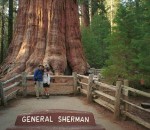 Oldest Trees in the World Old General Sherman