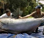 Largest Catfish
