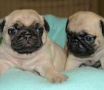 Most Popular Dog Breeds Pugs