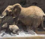 Fastest African Animals African Elephant