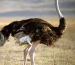 Largest bird Ostriches