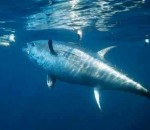 The Most Expensive Fish in the World bluefin tuna