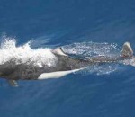 Dall porpoises, The Fastest Aquatic Mammal
