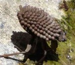 Largest bug Belostomatidae