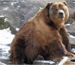 The Largest Bears in the World