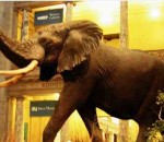 The Largest Elephant Ever Recorded